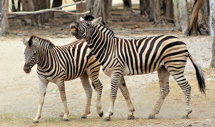 ZEBRA_Best_Winter_Activities_Children