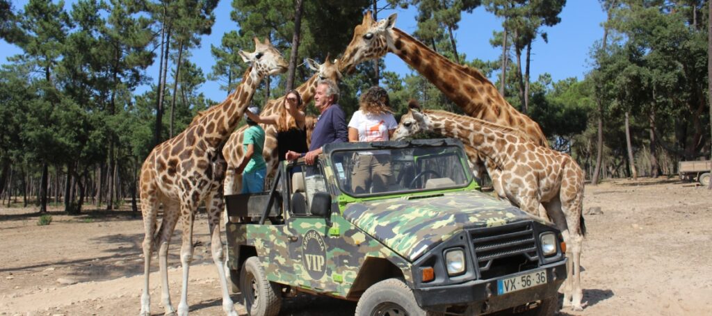 girafa-experience-family-badoca_Best_Winter_Activities_Children