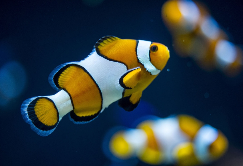 peixe_palhaço_oceanarium_lisbon